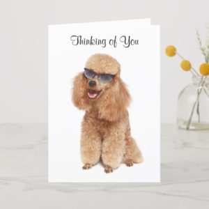 Thinking of You Poodle Greeting Card - Verse
