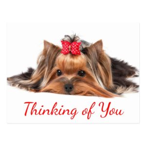 Thinking Of You Yorkshire Terrier Puppy Dog Hello Postcard