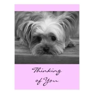 Thinking of You Yorkshire Terrier Puppy Post Card