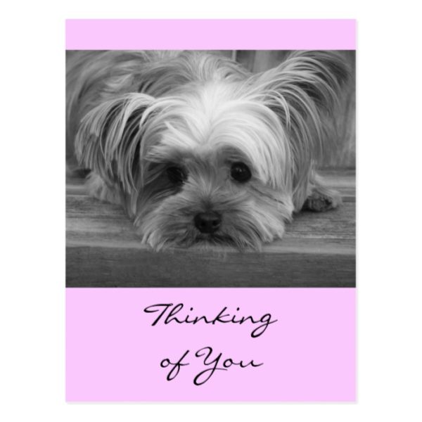 Thinking of You Yorkshire Terrier Puppy  Post Card