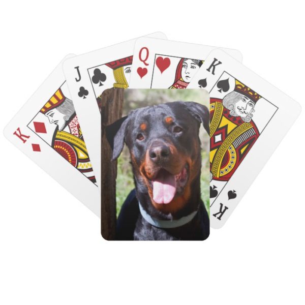 USA, California. Rottweiler By A Tree Playing Cards