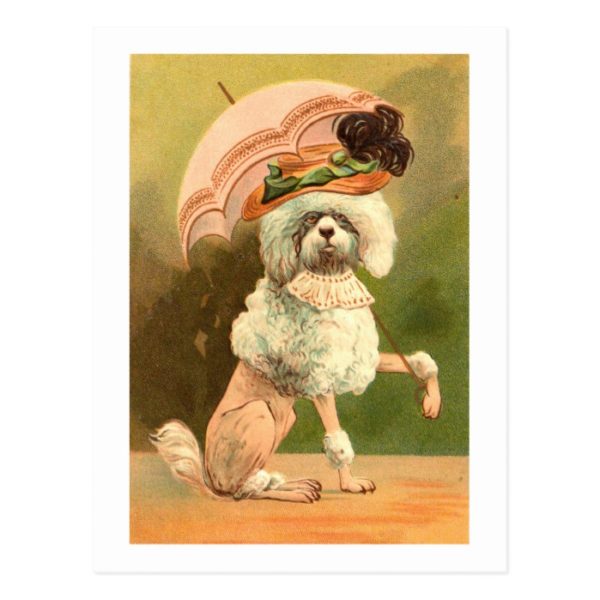 Vintage pink poodle with umbrella postcard