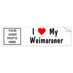 Weimaraner Bumper Sticker