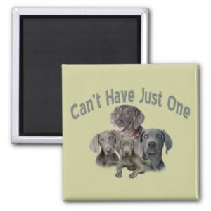 Weimaraner Can't Have Just One Magnet