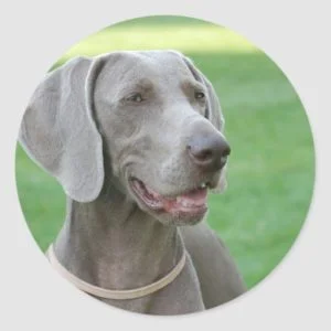 Weimaraner Classic Round Sticker