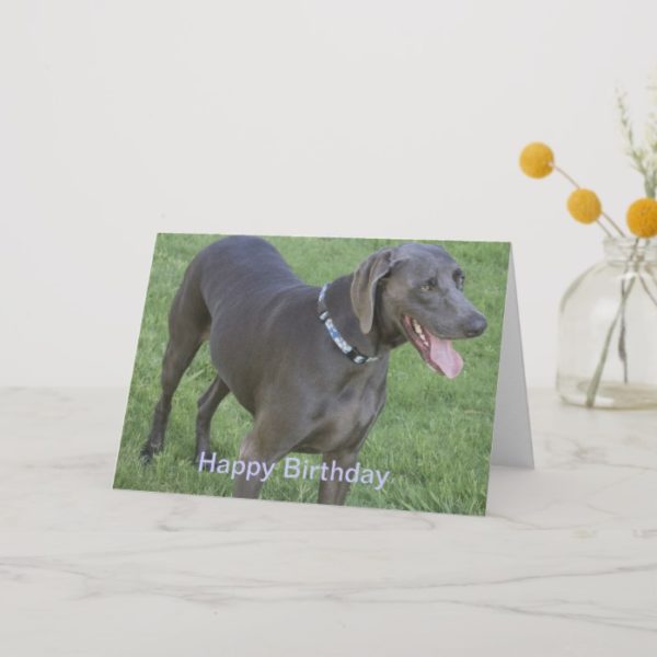 Weimaraner Dog Birthday Card