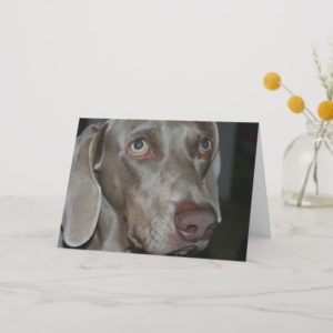 Weimaraner Dog Greeting Card