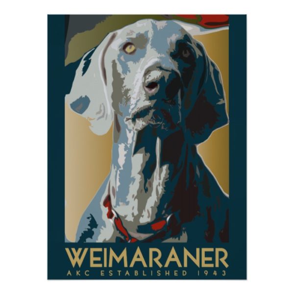 Weimaraner Nation : AKC Weimaraner Poster