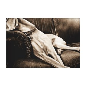 Weimaraner Nation : "Taking Over the Couch" Canvas Print
