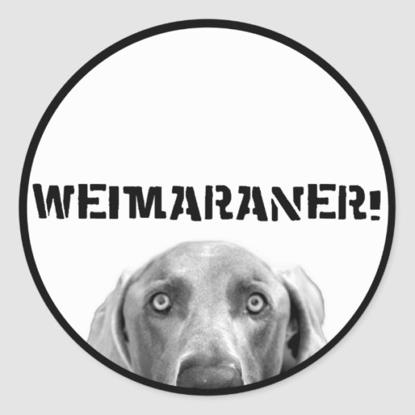 Weimaraner Nation : Weimaraner In a Box (Circle) Classic Round Sticker