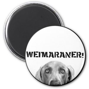 Weimaraner Nation : Weimaraner In A Box! Magnet