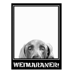 Weimaraner Nation : Weimaraner In A Box! Postcard