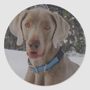 Weimaraner Pet Dog Portrait Classic Round Sticker