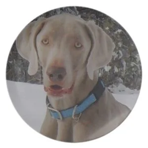 Weimaraner Pet Dog Portrait Dinner Plate