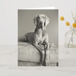 Weimaraner Portrait Card
