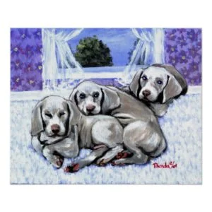 Weimaraner Puppies Dog Portrait Poster