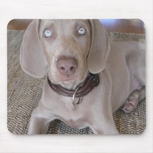 Weimaraner Puppy Mouse Pad