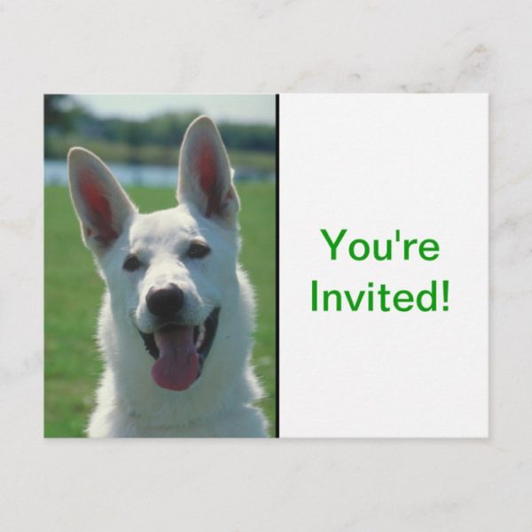 White German Shepherd Dog Invitation Postcard