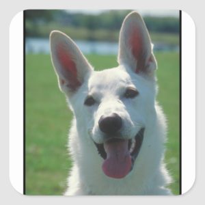 White German Shepherd Dog Square Sticker