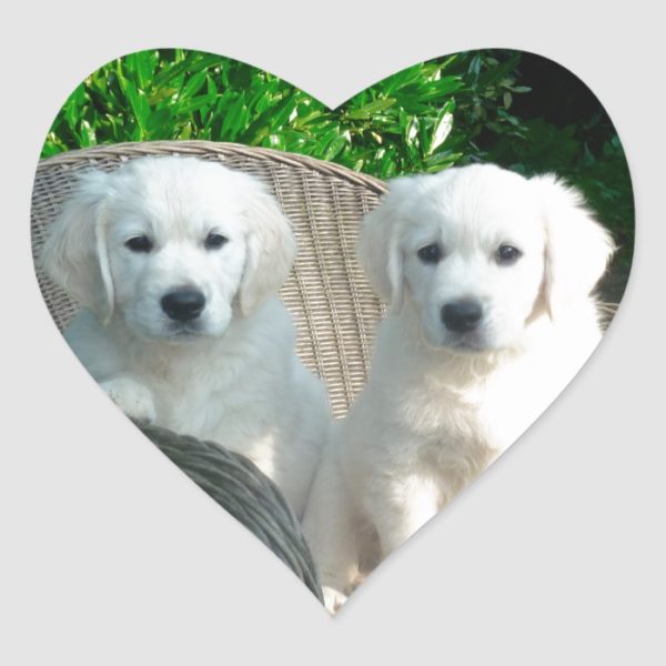 White Golden Retriever Dogs Sitting in Fiber Chai Heart Sticker