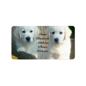 White Golden Retriever Dogs Sitting in Fiber Chair Label