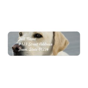 Yellow Lab  Mailing Labels