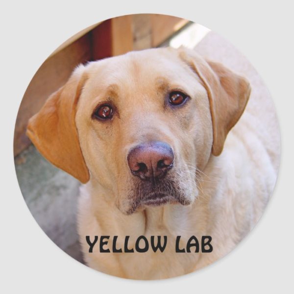Yellow Lab Sticker