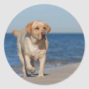 Yellow labrador retriever on the beach classic round sticker