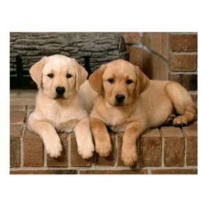 Yellow Labrador Retriever Postcard