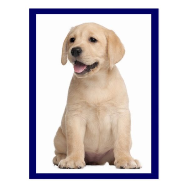 Yellow Labrador Retriever Puppy Dog Postcard