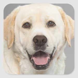 Yellow Labrador Retriever Puppy Dog Sticker
