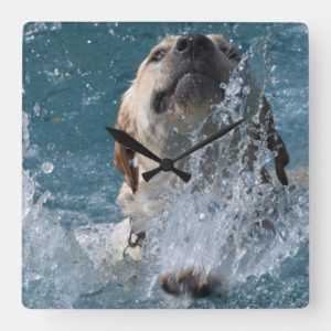 Yellow Labrador Retriever Water Dog Square Wall Clock