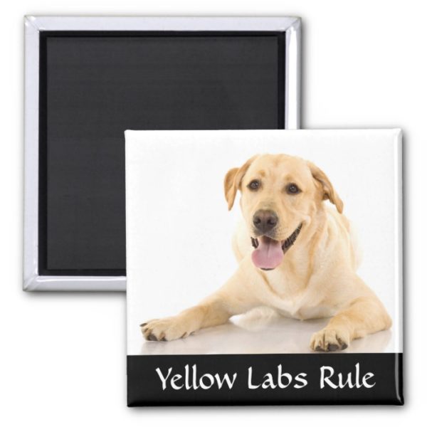 Yellow Labs Rule "Labrador Retreiver"  Magnet