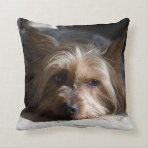 yorkhire / Silky Terrier throw  pillows