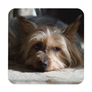 yorkshire / Silky terrier coasters - set of 6