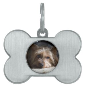 yorkshire / Silky terrier pet tag