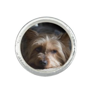 Yorkshire / silky terrier ring