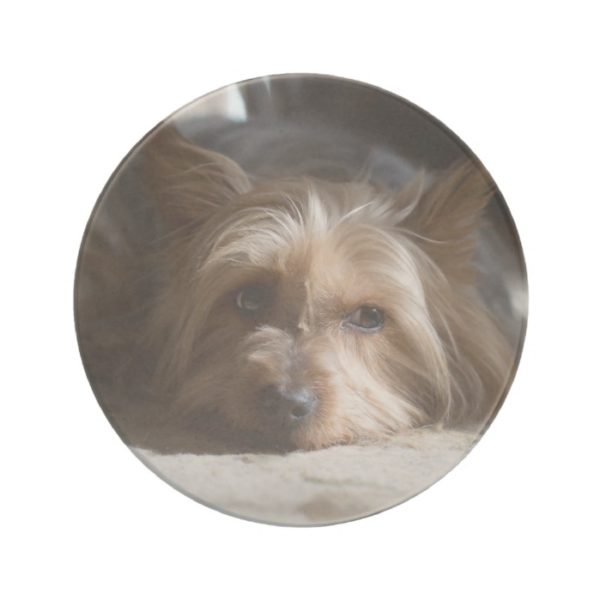 yorkshire / Silky Terrier sandstone coaster