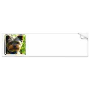 Yorkshire Terrier Bumper Stickers