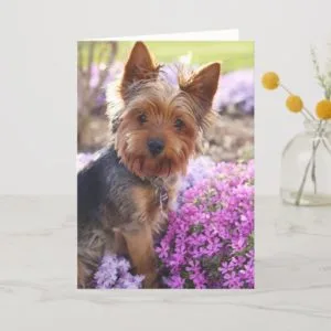 Yorkshire Terrier Card
