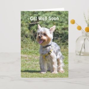 Yorkshire Terrier dog get well soon greeting card