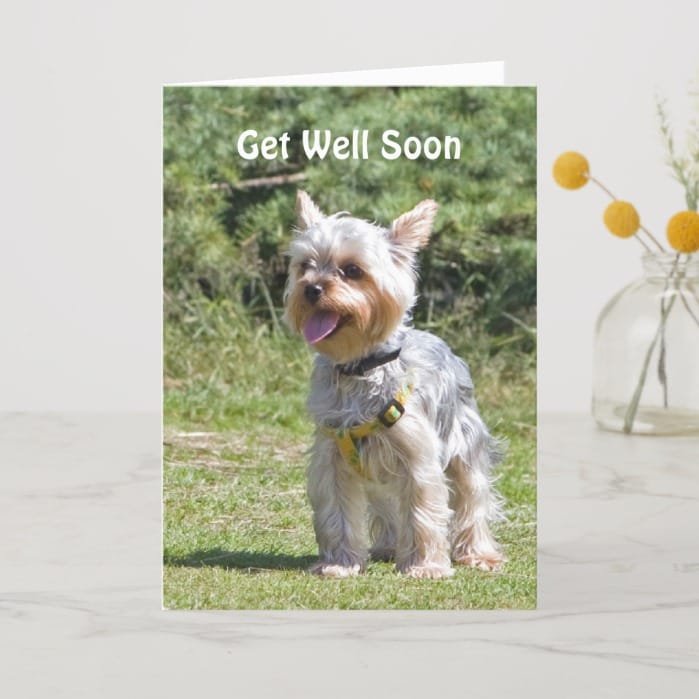 Yorkshire Terrier dog get well soon greeting card