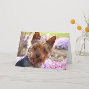 Yorkshire Terrier dog photo blank greetings card