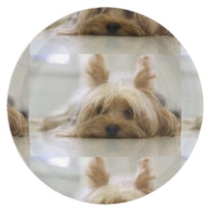 Yorkshire-terrier flat.png paper plate