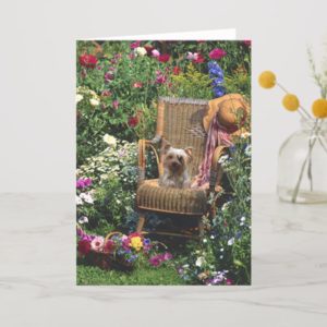 Yorkshire Terrier In The Garden Greeting Card