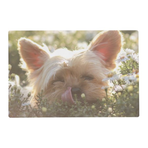 Yorkshire Terrier Laying in Sun licking lips Placemat