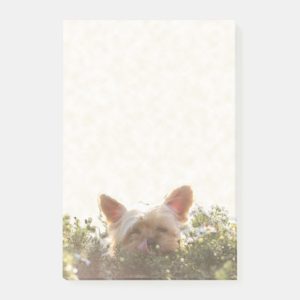 Yorkshire Terrier Laying in Sun licking lips Post-it Notes