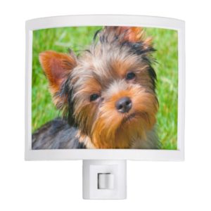 Yorkshire Terrier looking up Night Light