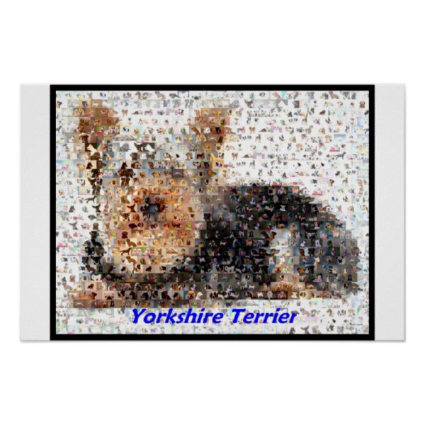 Yorkshire Terrier Montage Poster