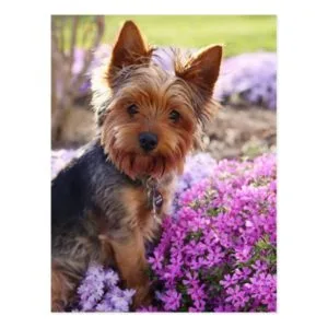 Yorkshire Terrier Postcard